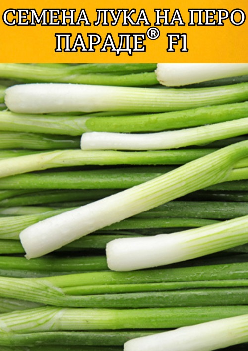 Параде F1 семена лука на перо (2.25-2.50mm)