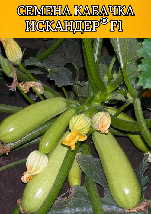 Искандер F1 семена кабачка