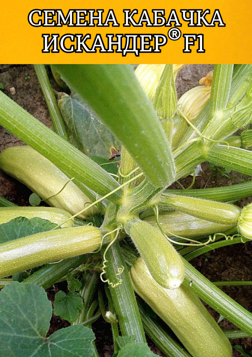 Искандер F1 семена кабачка