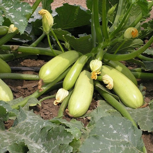 Искандер F1 семена кабачка