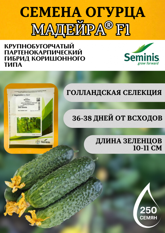 Мадейра F1 (СВ 0196 ЦВ) семена огурца