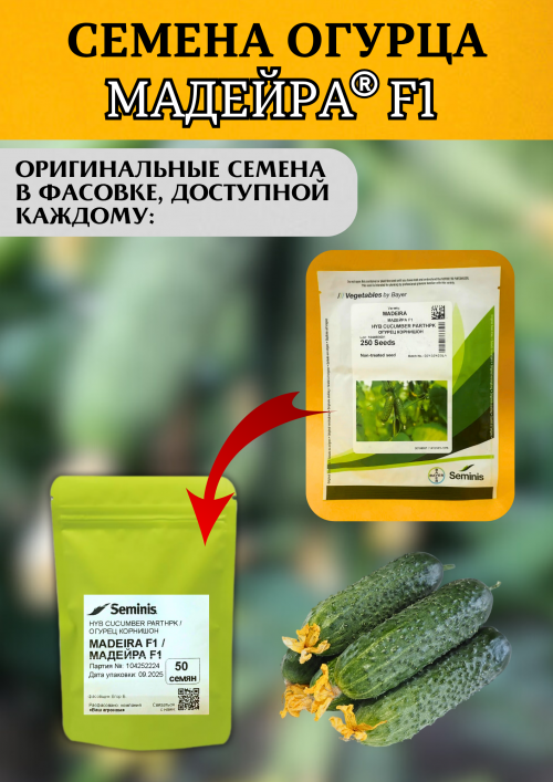 Мадейра F1 (СВ 0196 ЦВ) семена огурца