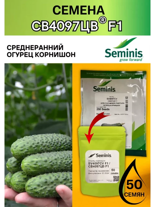 СВ 4097 ЦВ F1 семена огурца корнишона раннего