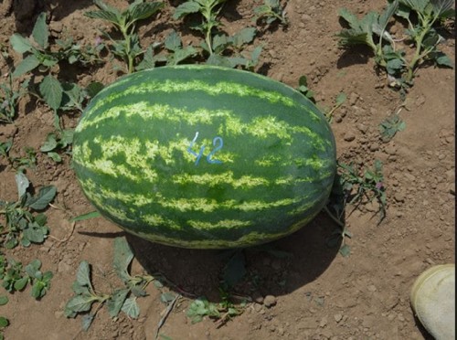 Кольт F1 семена арбуза