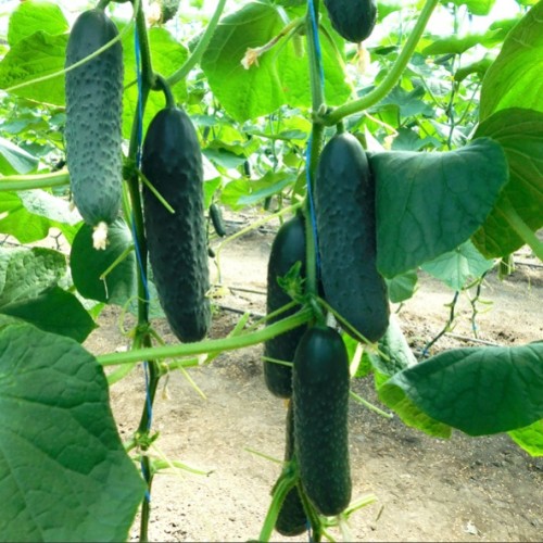 Абсолют F1 1000 штук семена огурца