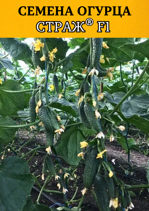 Страж F1 семена огурца