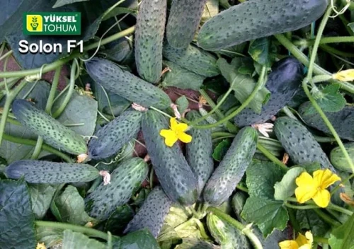 Солон F1 семена огурца