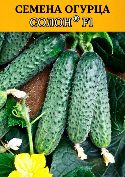 Солон F1 семена огурца