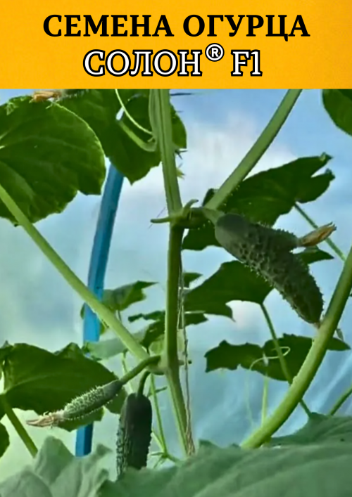 Солон F1 семена огурца