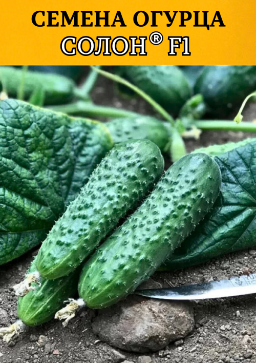 Солон F1 семена огурца