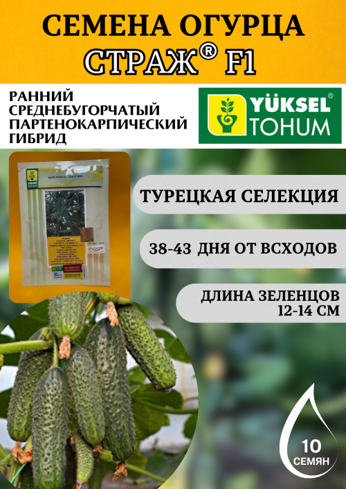 Страж F1 семена огурца