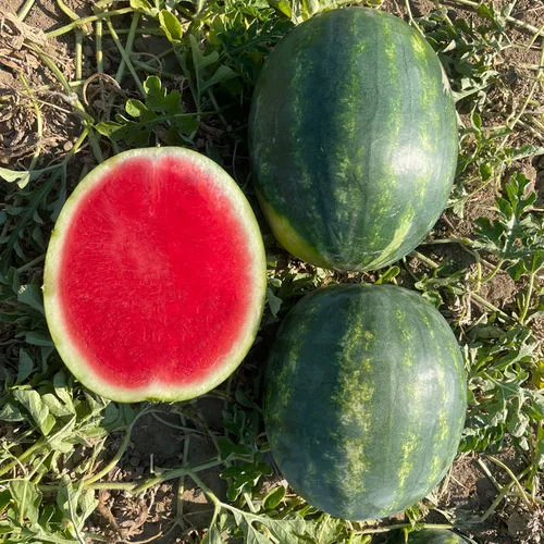 Ред Гарнет F1 семена арбуза 500 штук