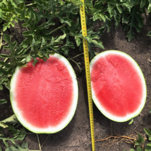 Ред Гарнет F1 семена арбуза 500 штук