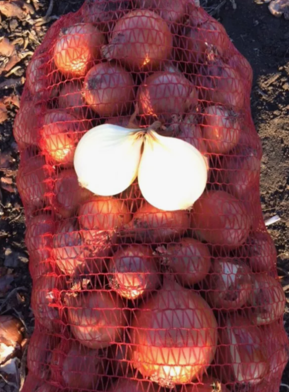 Медуза F1 семена лука репчатого 250 000 штук