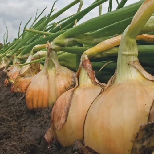 Медуза F1 семена лука репчатого 250 000 штук