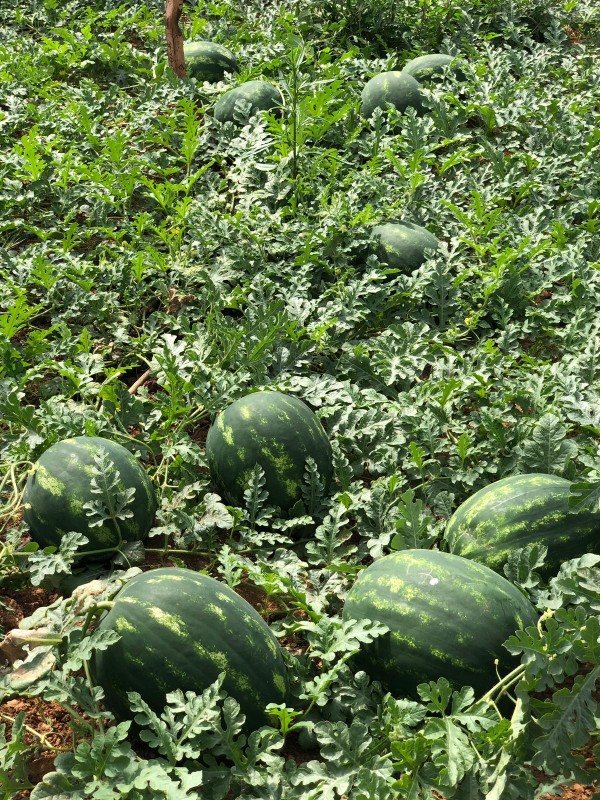 Хилон F1 семена арбуза 1000 семян