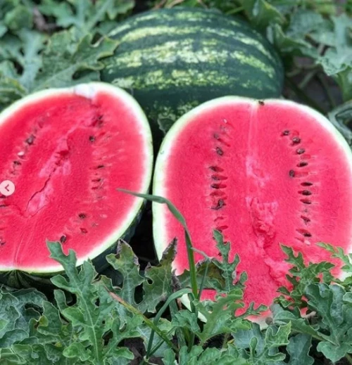 Хилон F1 семена арбуза 1000 семян