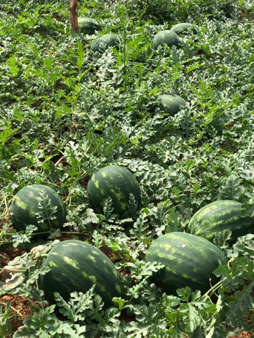 Хилон F1 семена арбуза 1000 семян