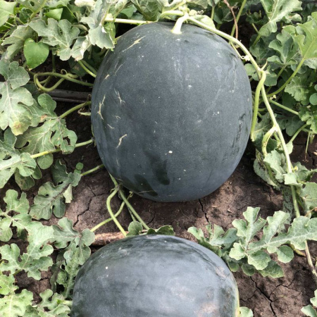 Маниса F1 семена арбуза 1000 штук