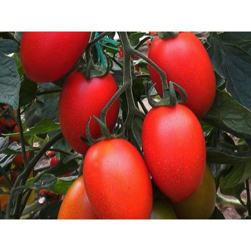 Колеос F1 семена томата