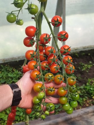 Яничери F1 семена томата