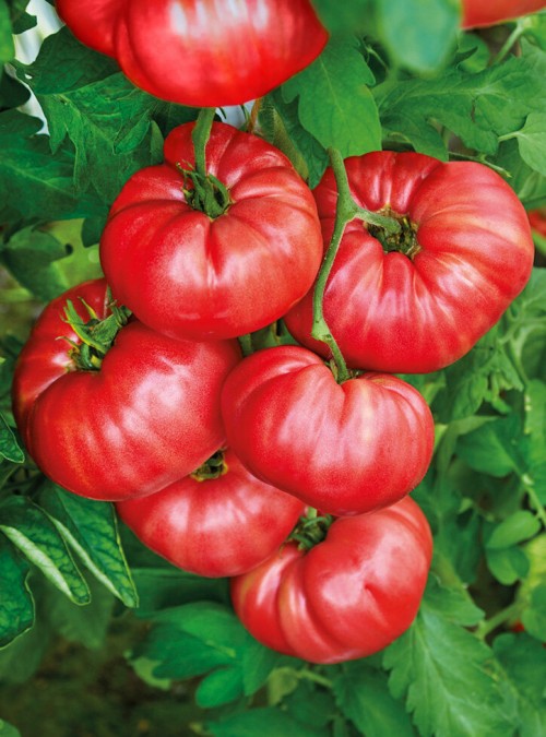 Пинк Кой F1 семена томата