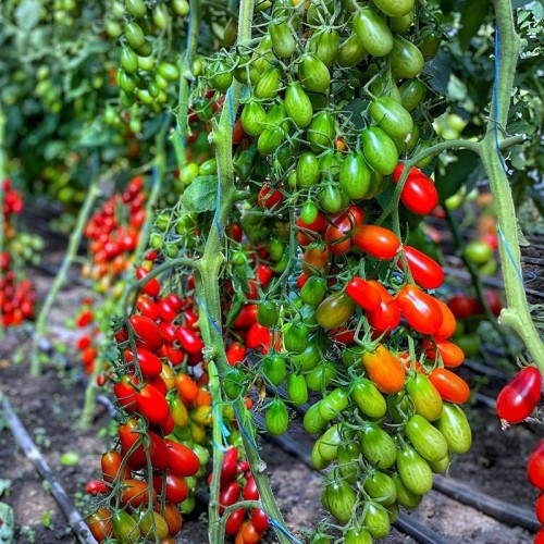 Пекбол F1 семена томата