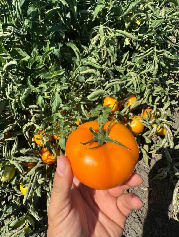 Александр F1 семена томата 1000 штук