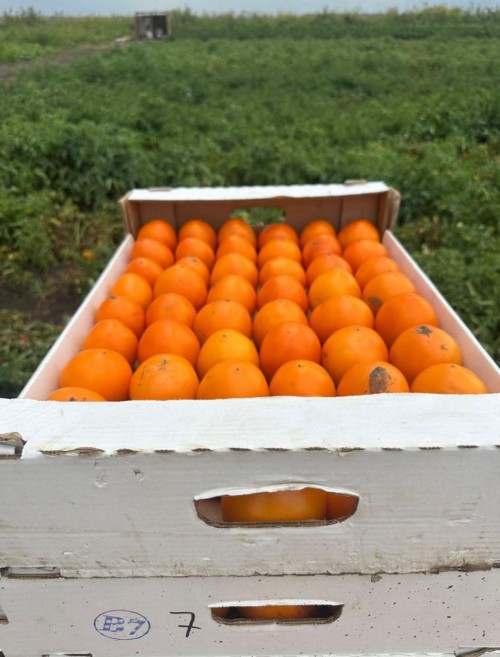 Александр F1 семена томата 1000 штук