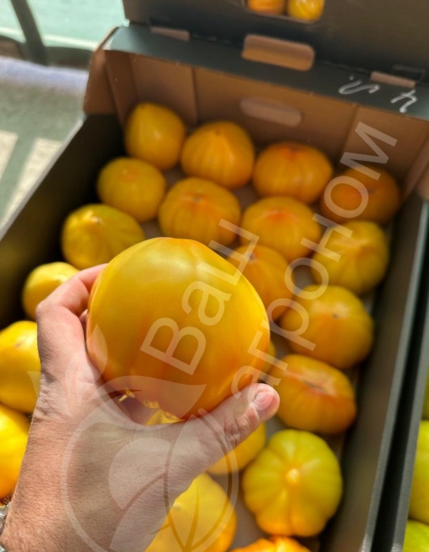 Мадрид F1 семена желтого томата