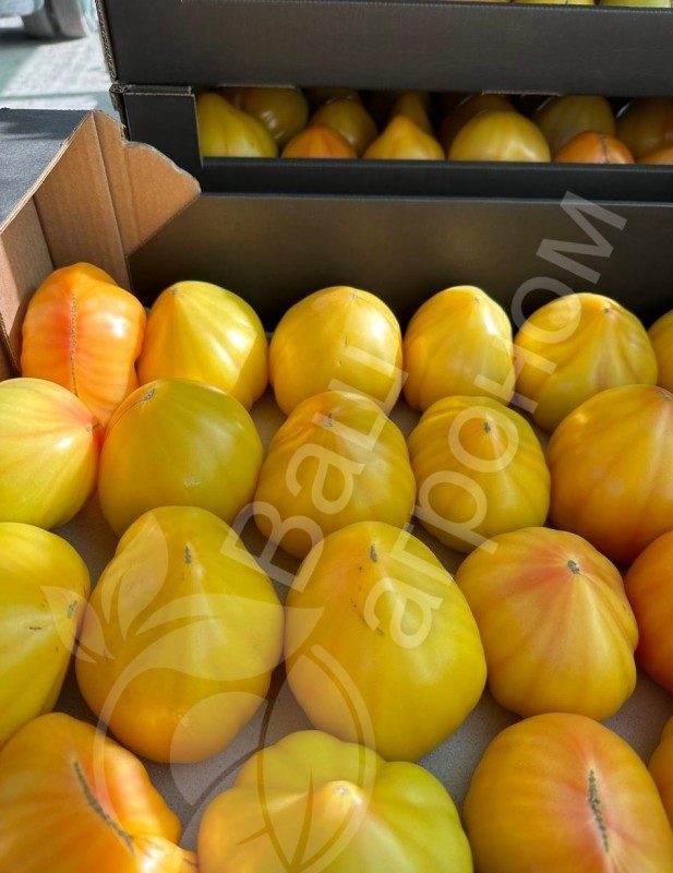 Мадрид F1 семена желтого томата