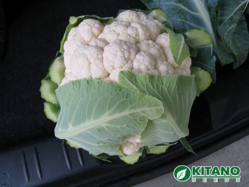 Мисора F1 семена цветной капусты