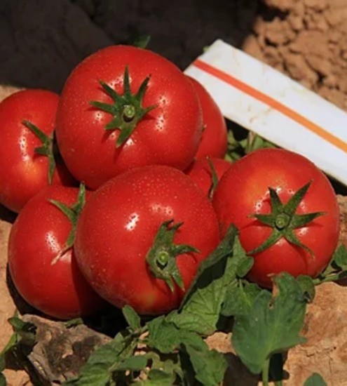 Максимус F1 семена томата