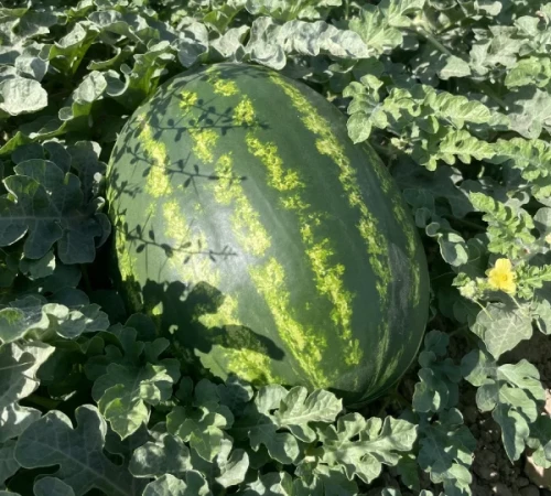 Мадрид F1 семена арбуза 1000 штук