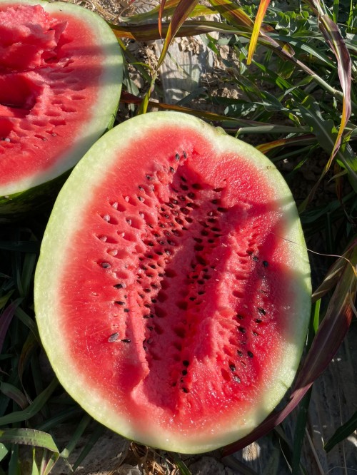 Мадрид F1 семена арбуза 1000 штук