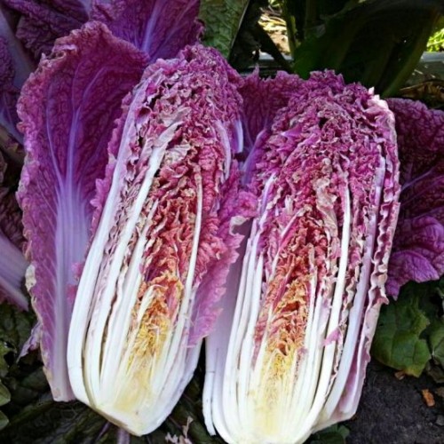 Ямада F1 семена капусты пекинской