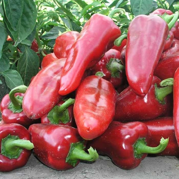 Самандер F1 семена перца сладкого