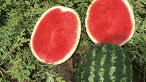 Нун 216313 F1 семена арбуза 1000 штук