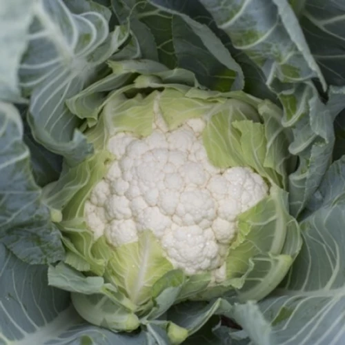 Социус F1 семена цветной капусты