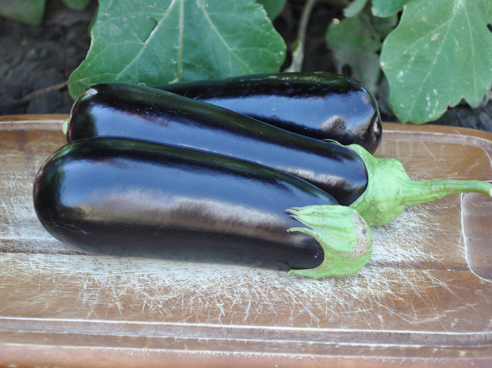 Анатолия F1 семена баклажана