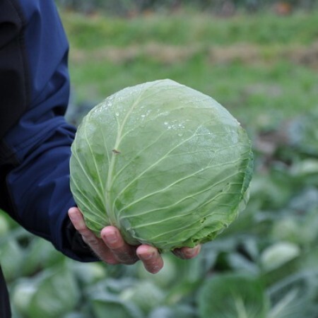 Адема F1 семена капусты белокочанной