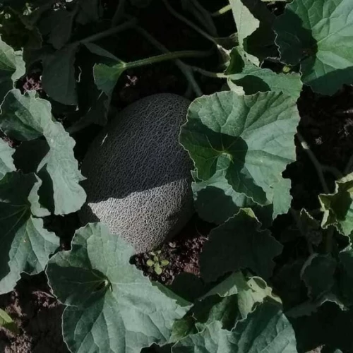 Самит F1 семена дыни 1000 штук