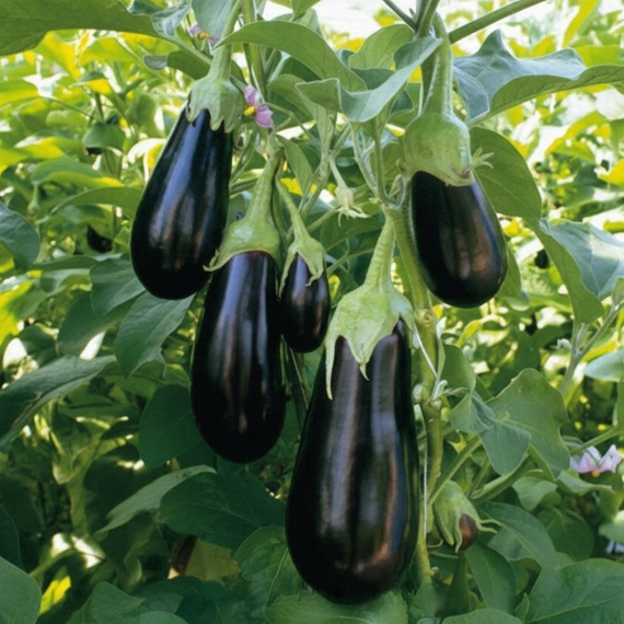 Эпик F1 семена баклажана 1000 штук