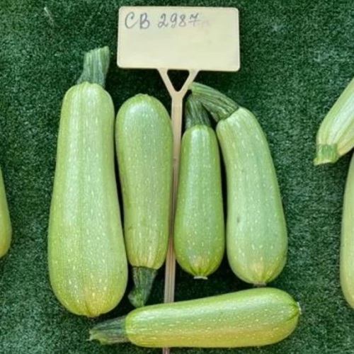 СВ 2987 ЯЛ F1 семена кабачка 500 штук