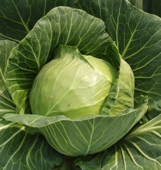 Чамп F1 семена белокочанной капусты 2500 штук