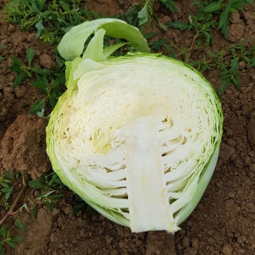 Вестри F1 семена белокочанной капусты 2500 штук