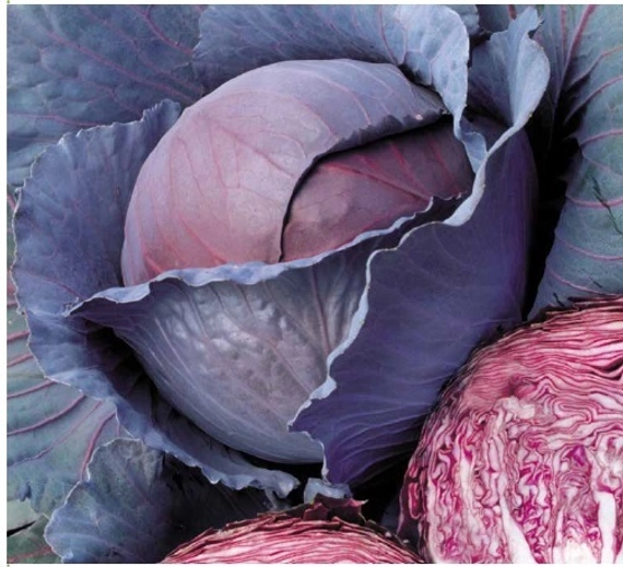 Ред Династи F1 семена краснокочанной капусты 2500 штук