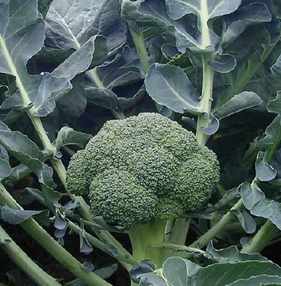 Айронмен F1 семена брокколи