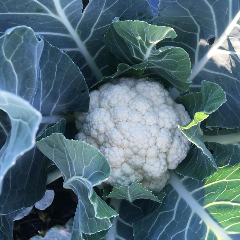 Гивонт F1 семена цветной капусты 1000 штук