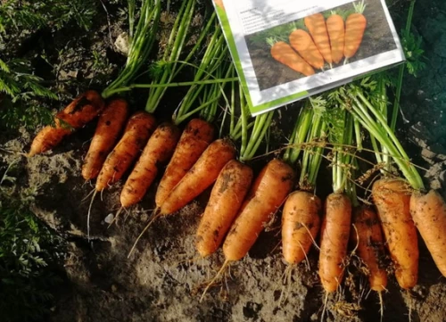 СВ 3118 F1 семена моркови